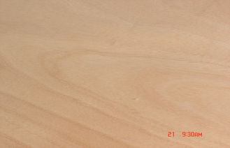 Kuning Rotary memotong Okoume Veneer untuk Chipboard, ketebalan 0.2 mm - 0.6 mm