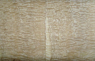 Veneer kayu abu putih