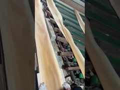 Pemotongan mahkota veneer elm