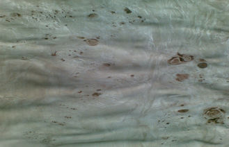 Datar Burled Wood Veneer Irisan Cut, konstruksional Ash Burl Veneer