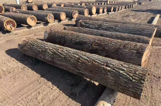 Lembaran Kayu Oak dengan Pola Serat Mahkota dalam Ketebalan 0,2-0,6mm dan Lebar Hingga 1220mm untuk Furnitur dan Dekorasi